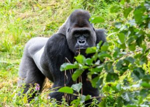 How Climate Change Affected the Relationship between Chimpanzees and Gorillas in the Wild