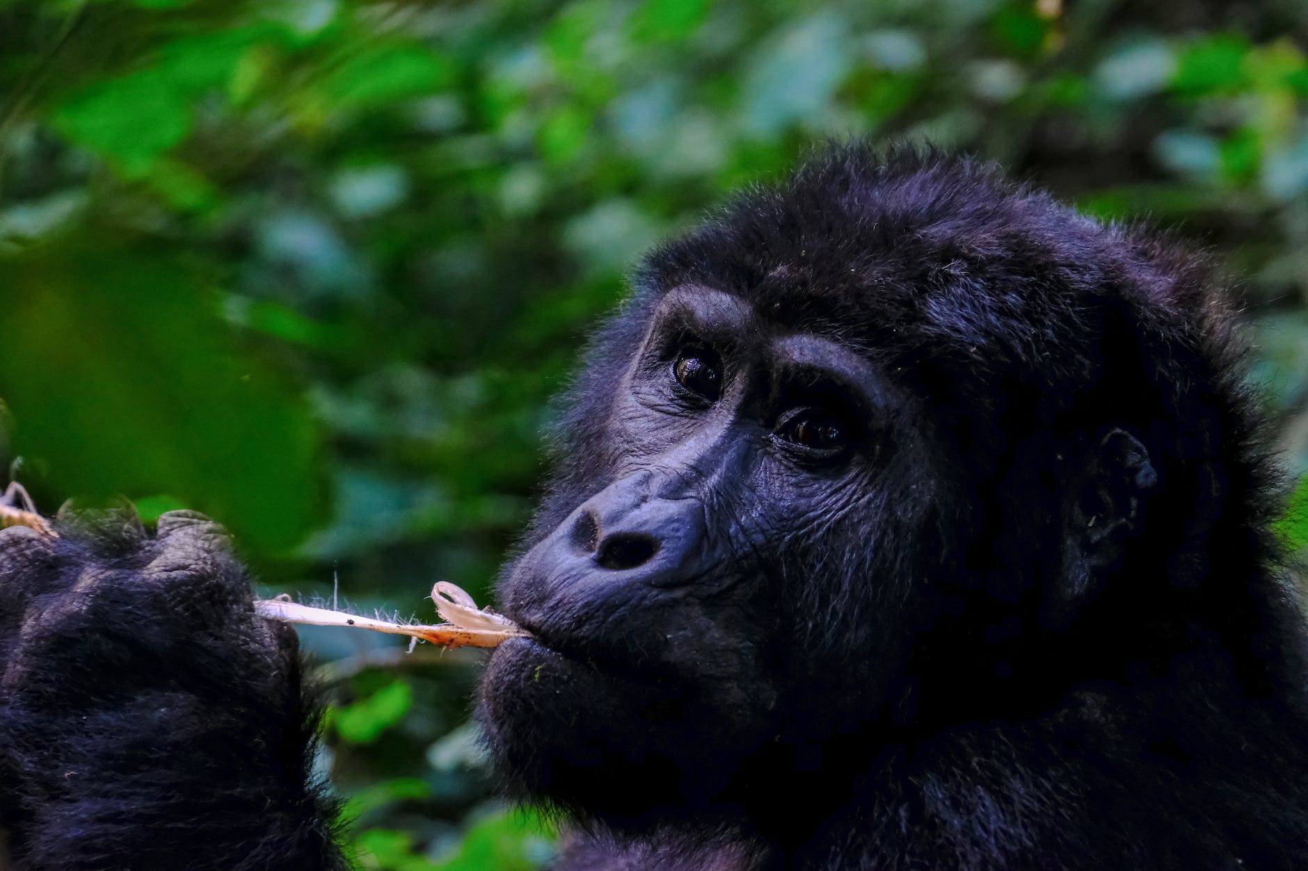 Climate change affects the relationship between chimps and gorillas in the wild