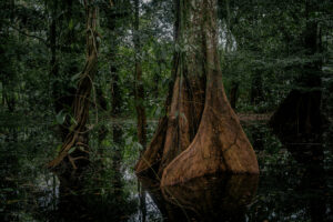 The Peatlands of the Congo. Photography by Nanna Heitmann